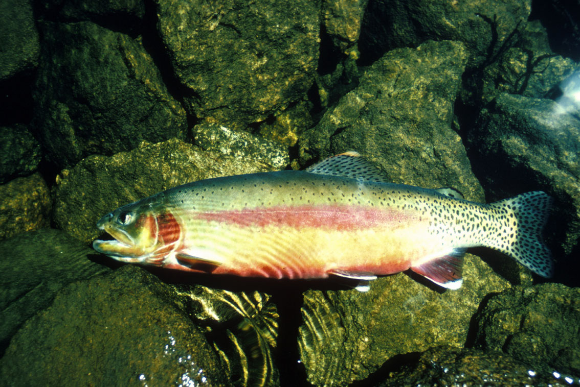 Golden Trout